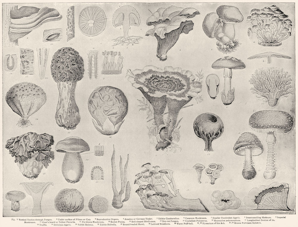 FUNGI. Hydnum Imperial Dry-rot Truffle boletus helvella morel stinkhorn  1907
